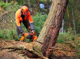 New Sarpy, LA Tree Services Company