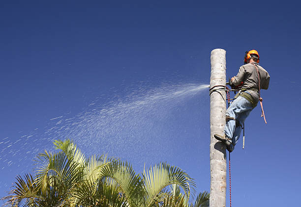 Best Fruit Tree Pruning  in New Sarpy, LA